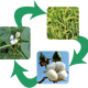 Illustration for article titled Benefits of Crop Rotation